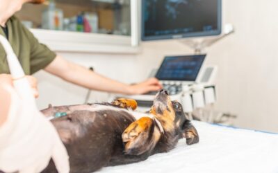 Ile kosztuje USG brzucha psa – ceny badania u weterynarza