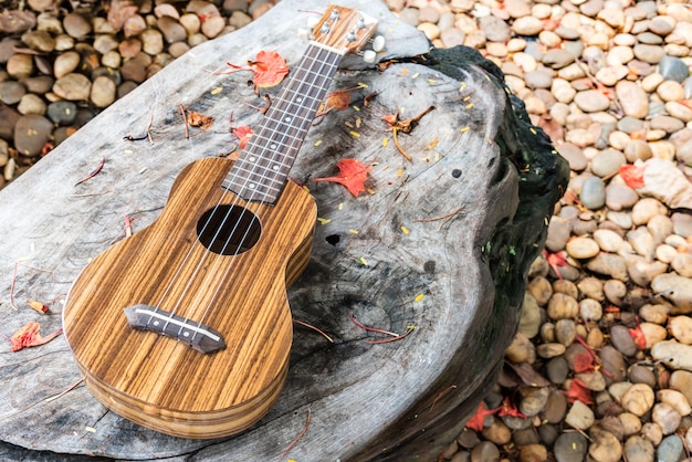 Ile strun ma mandolina i jak wpływa to na jej brzmienie?