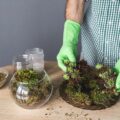 Jak stworzyć miniaturowy ogród w słoiku z mchem?