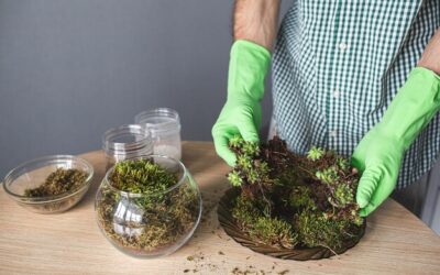 Jak stworzyć miniaturowy ogród w słoiku z mchem?